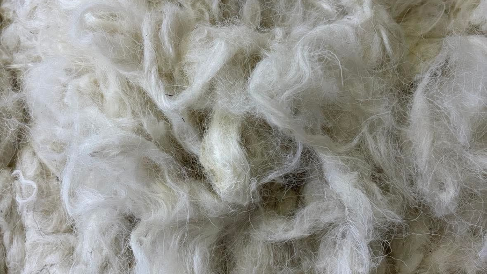 Raw wool